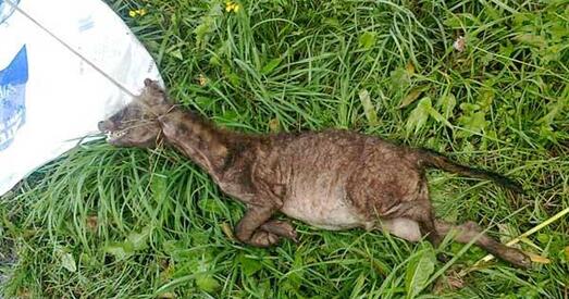 Труп докшыцкай "чупакабры" выкралі невядомыя