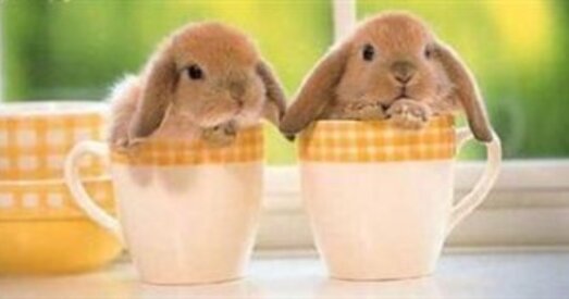 Польшча. Эколагі заклікаюць не купляць трусоў на Вялікдзень