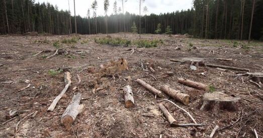 Новая рэдакцыя "Ляснога кодэксу" зменшыць зялёныя зоны гарадоў