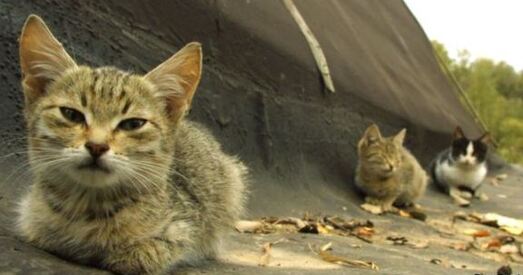 У «Шкловалакне» не выдаюць, хто спаліў кацянят