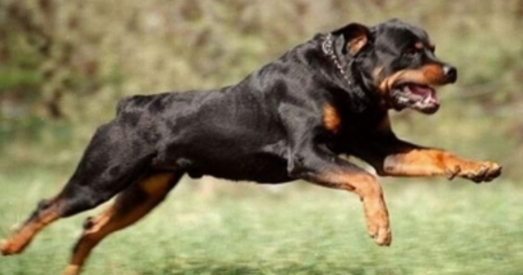 Ратвейлер адгрыз руку жанчыне