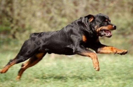 f5ef3f67388620031d2689319aec4086_457x300.jpg f5ef3f67388620031d2689319aec4086_457x300.jpg