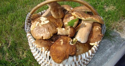 Напрыканцы мая на Мядзельшчыне баравікі збіралі кошыкамі