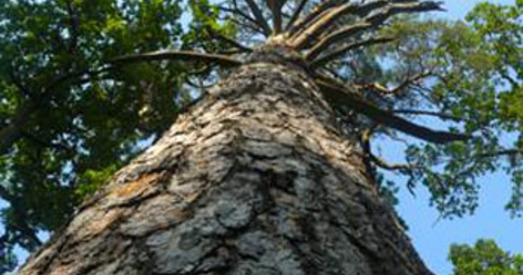 200-гадовыя дубы ссеклі на дровы