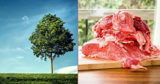 Эколагі супраць “Вялес-Міт”: у сераду будзе суд па справе свінакомплексаў