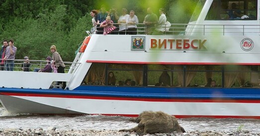 У Віцебску чацвёртыя суткі ляжаць і гніюць тушы дзікоў (фота)