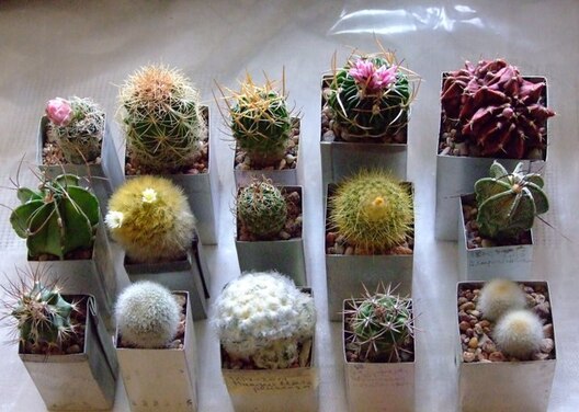 kaktusy.jpg kaktusy.jpg