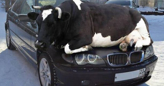 Члены ўрада будуць асабіста кантраляваць нарыхтоўку траў