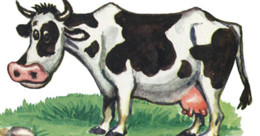 Каровы паміраюць маладымі