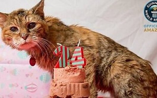 kotka_poli_samaja_staraja_byla.jpg kotka_poli_samaja_staraja_byla.jpg