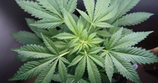 У Магілёве канфіскавалі самую буйную партыю марыхуаны за апошнія 10 гадоў