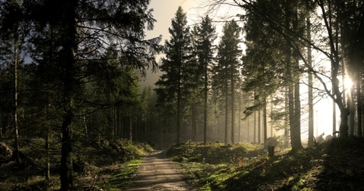 Забарона на наведваньне лясоў уведзена практычна па ўсёй Беларусі