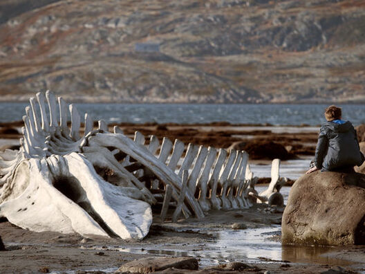 lievijafan.jpg lievijafan.jpg