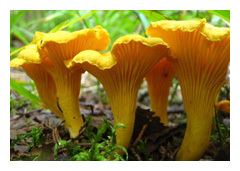 lisithka.jpg lisithka.jpg