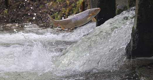 Экалагічныя арганізацыі шукаюць валанцёраў для патрулявання рэк падчас нерасту ласося