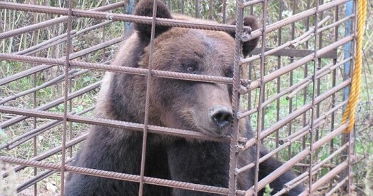 Пад Чашнікі на прыватным падворку трымалі мядзведзя
