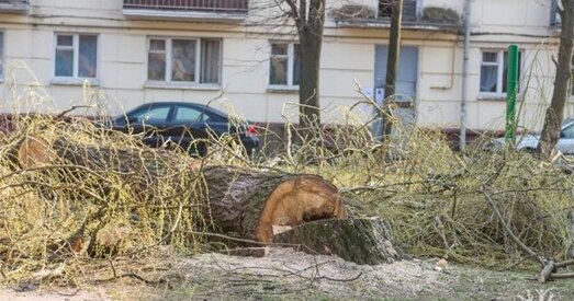 Сорак дрэў ужо высеклі, яшчэ сорак — на чарзе. І усё з дазволу...