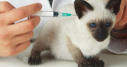 Галоўны нарколаг адказаў зоаабаронцам