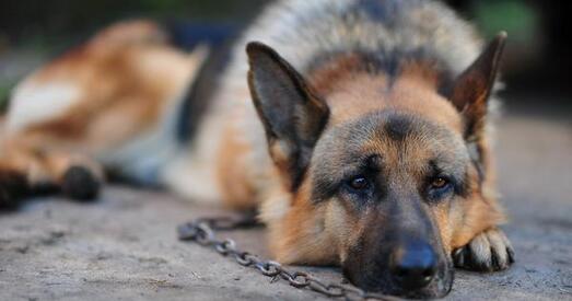 Польшча. Не — ланцугам