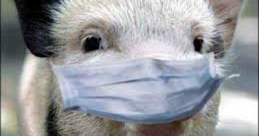 Свіная чума вярнулася?