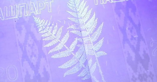 Таемны вадзяны знак беларускага пашпарта — папараць-кветка! (фотафакт)