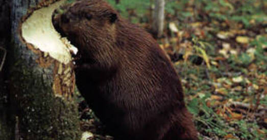 Боснія і Герцагавіна. Чые бабры лепшыя?