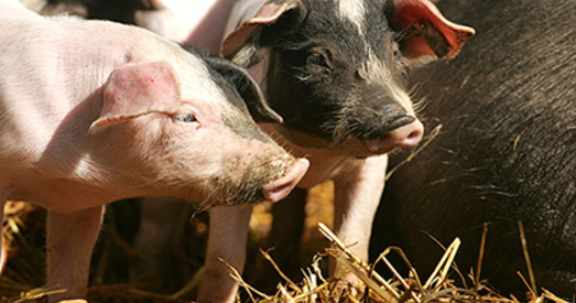 Свіней ператвораць у ідэальных донараў органаў для чалавека