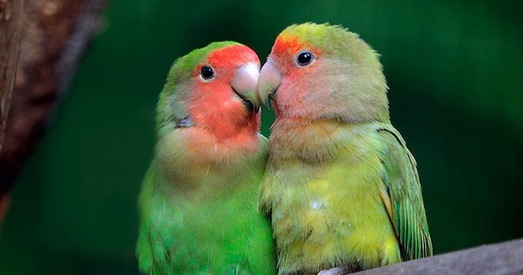 Беларускія «зялёныя»: 440 папугаяў могуць быць спаленыя ў Мазыры
