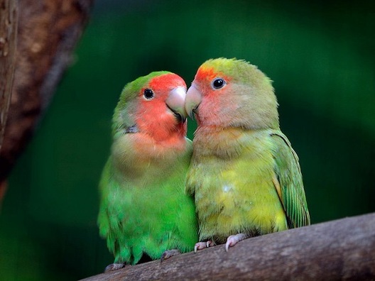 ppopugajji.jpg ppopugajji.jpg