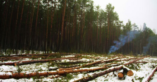 Пад Новы год знішчылі два гектары салігорскага лесапарку