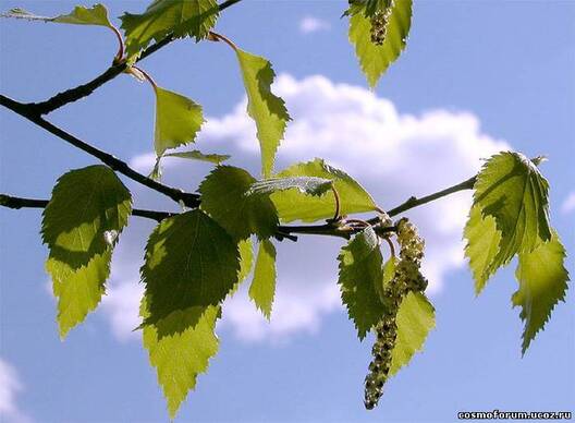 sviata_troicy.jpg sviata_troicy.jpg