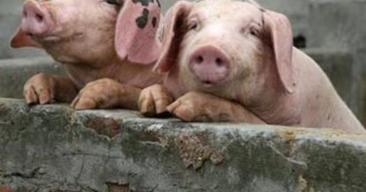 Ад прыватнікаў пазбавіліся