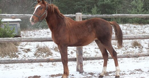 Амаль усіх пародзістых коней, прызначаных на мяса, уратавалі