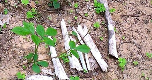 Сельвыканкам патрабуе тлумачэнняў ад актывістаў, якія знайшлі ў лесе чалавечыя парэшткі