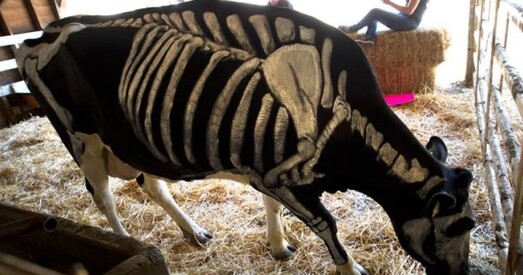 Ветэрынар: як выжыць і не страціць веру ў прафесію