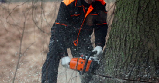 Дзеля гіпермаркета ў Бабруйску высякаюць парк