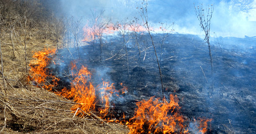 Выпальванне травы — экацыд супраць роднай зямлі