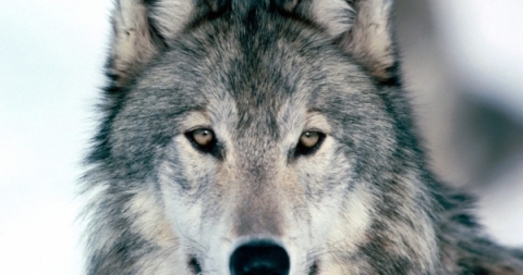 Далучэнне да Бернскай прыродаахоўнай канвенцыі дае Беларусі шмат выгад