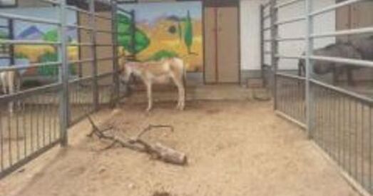 У Градзенскім заапарку пакутуюць жывёлы