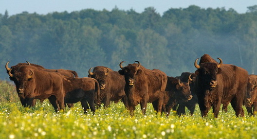 zubr_22.jpg zubr_22.jpg