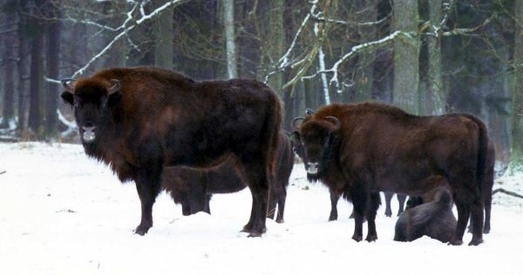 Для наведвання Белавежскай пушчы могуць увесці бязвізавы рэжым