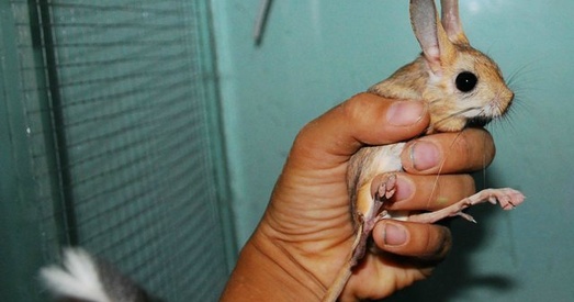 У Маскоўскім заапарку тушканчыкаў трымаюць у холадзе і голадзе, каб тыя заснулі