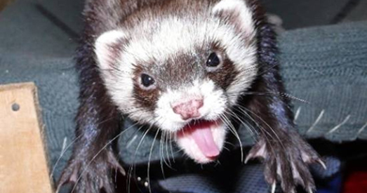 Тхорык зламаў Вялікі адронны калайдэр і загінуў