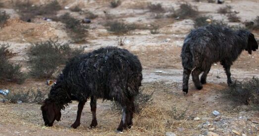Баявікі ІД падпалілі 19 нафтавых свідравін пры адыходзе з Масула