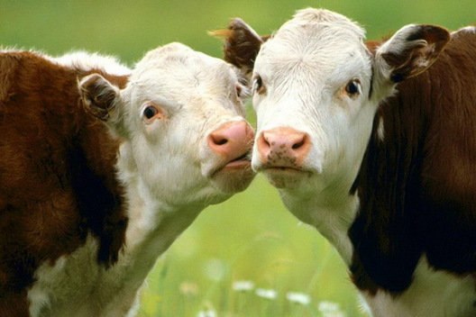 animals_beasts_0cow.jpg animals_beasts_0cow.jpg