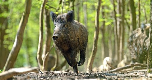 Па Чэхіі бегаюць радыеактыўныя «чарнобыльскія» дзікі