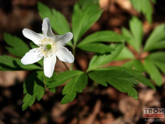 brakanjerstva3.jpg brakanjerstva3.jpg