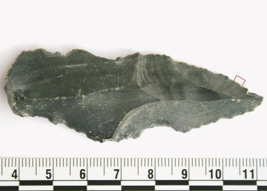 Каменнае лязо, на якім выяўленыя матэрыялы насарога. Фота: April Nowell Каменнае лязо, на якім выяўленыя матэрыялы насарога. Фота: April Nowell