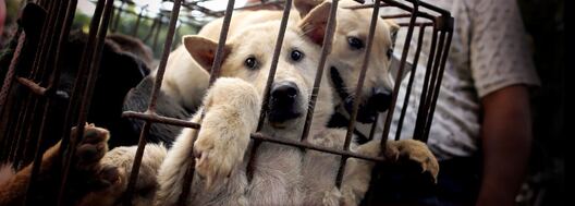 campaign_yulin_dogs.jpg campaign_yulin_dogs.jpg