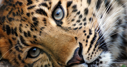 Гепарды імкліва выміраюць